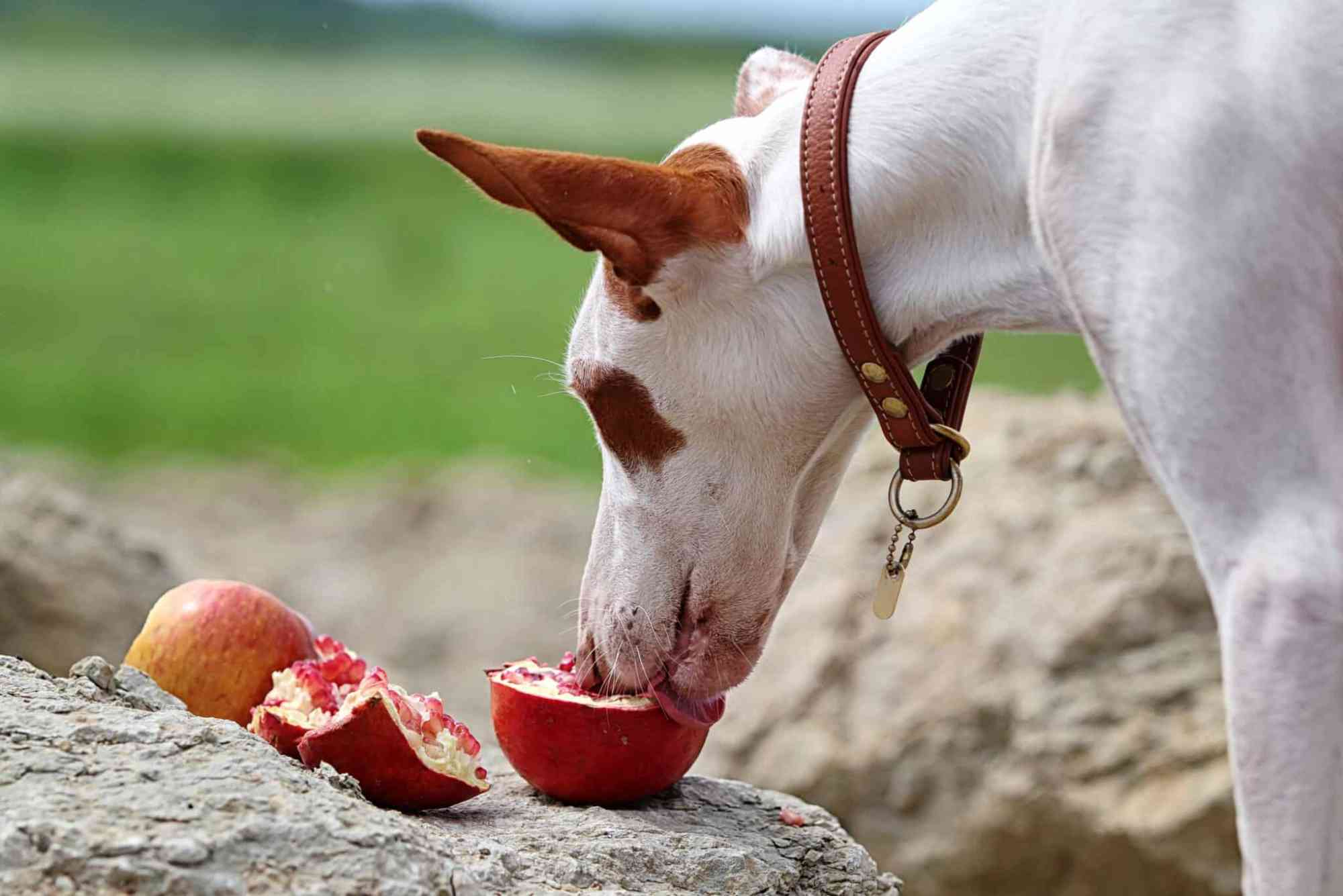 Can Dogs Eat ProMagnet