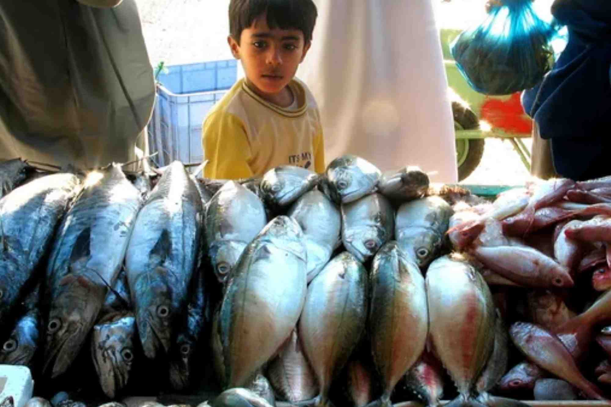 Industry insights hamour fish benefits UAE