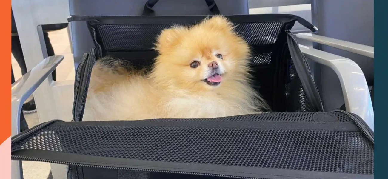 Best Airline Approved Pet Carriers for In-Cabin Flights (Under Seat Fit)