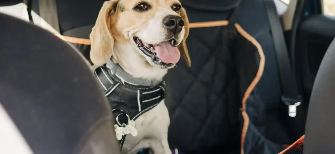 Best Dog Seat Belts and Crash-Tested Car Hammocks for Backseat Safety