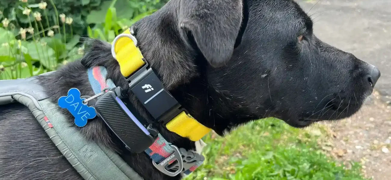 Best GPS Dog Trackers for Traveling Cellular, Bluetooth, and Satellite...
