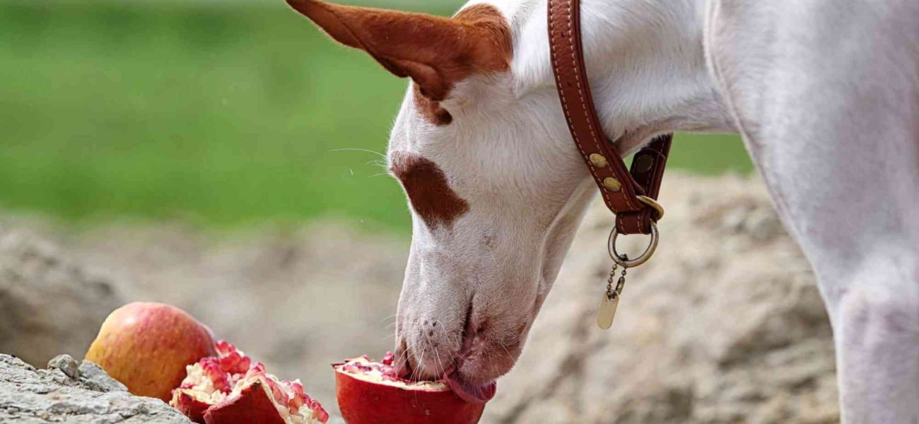 Can Dogs Eat ProMagnet