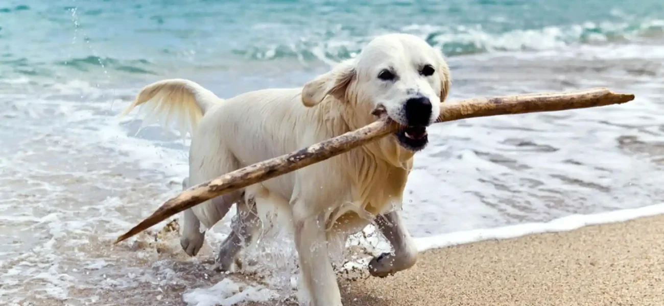 Dog-Friendly Beach Etiquette Leash Laws, Saltwater Safety, and Heat