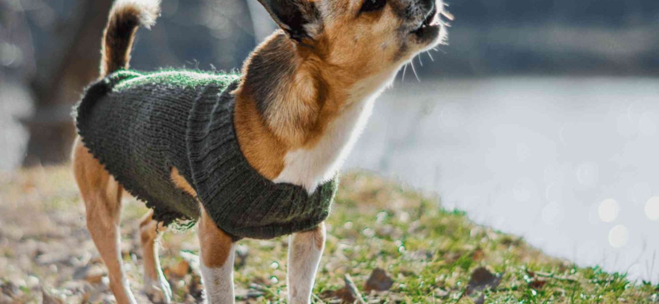 How Long Can a Dog Bark Legally