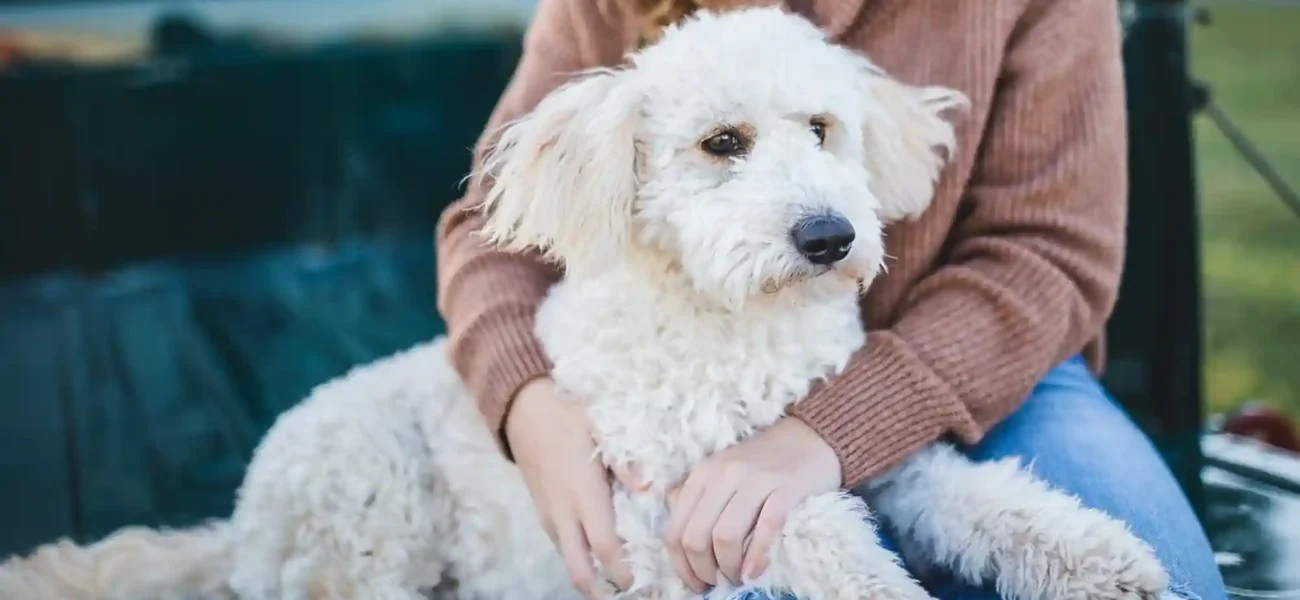 How to Fly with an Emotional Support Animal (ESA) vs Psychiatric Service Dog (PSD)
