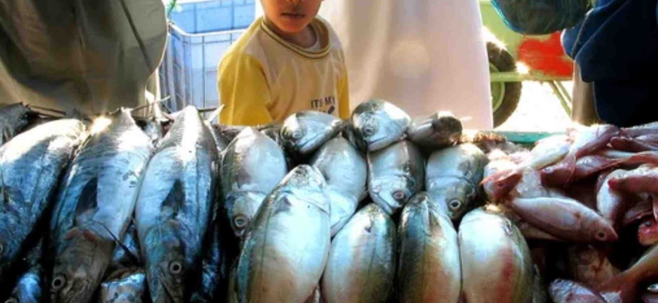 Industry insights hamour fish benefits UAE