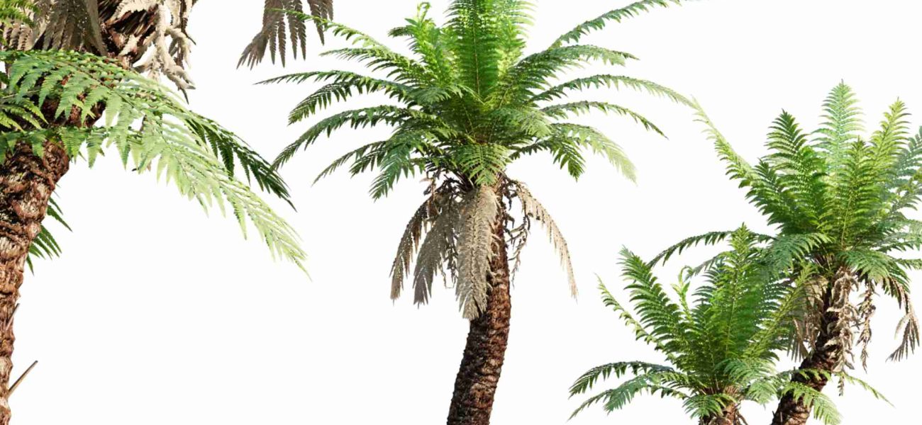 australian tree fern sketchup model