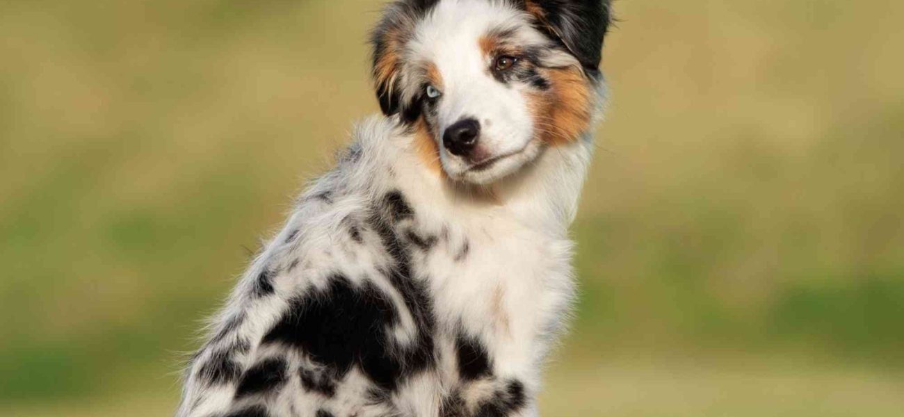 Piney Hollow Mini Australian Dogs